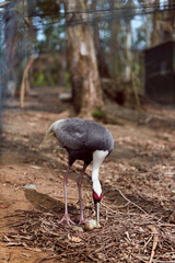Naklejka premium Bird crane pecking at an egg on forest ground, close-up of beak and long legs among dry leaves, wildlife nature scene showing nesting behavior and habitat.