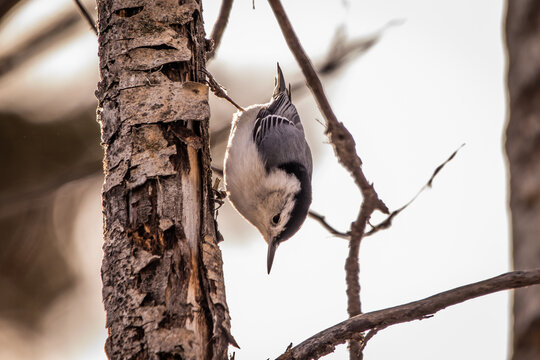 white breasted nuthatch 