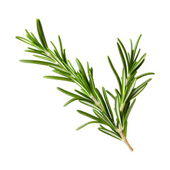 Fototapeta premium Fresh rosemary sprig isolated on transparent background culinary herb detail