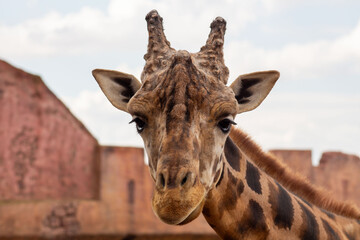 Naklejka premium Giraffe Portrait Close-Up Face with Spots Pattern Nature Wildlife Safari Africa