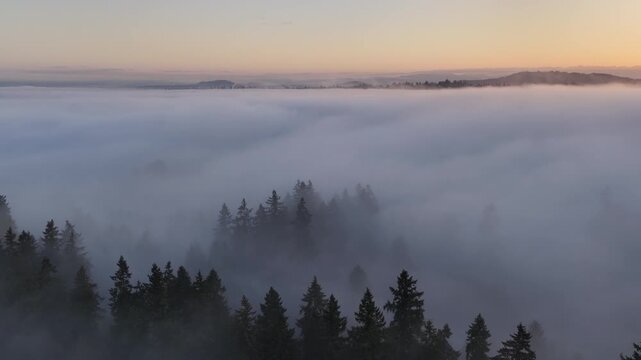 Fog drifts over a scenic forest of evergreen fir trees in Oregon, just south of Portland. The entire Pacific Northwest region is known for its magnificent forests and mountainous landscapes.