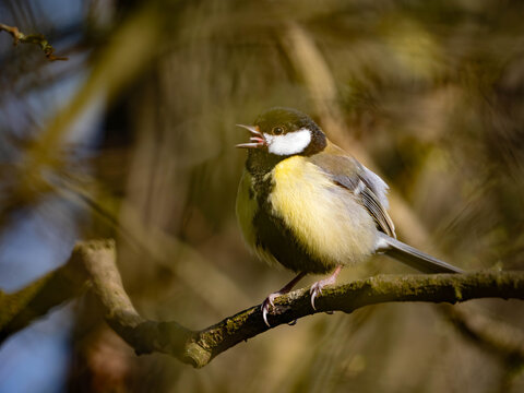 singende Kohlmaise im Wald