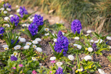 Purple hyacinths and white daisies blooming together in sunlit garden soil during springtime. Mixed flower planting, ornamental border design, seasonal landscaping and urban park horticulture © satura_