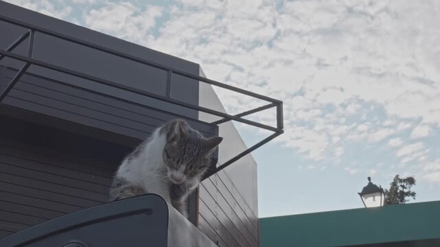 Slow Motion Tabby Cat Grooming Paw Outdoors