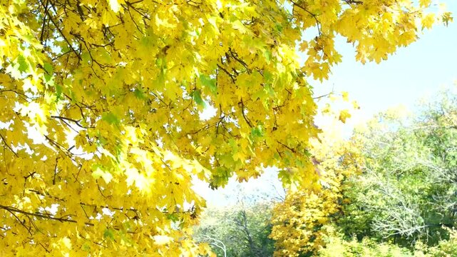 Yellow autumn leaves Beautiful nature autumn forest fall season landscape, yellow copper leaves ground walking. High quality 4k footage