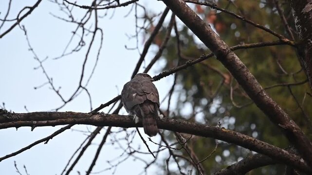 Slow motion of a Eurasian goshawk taking off from a tree branch