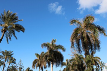 Fototapeta premium palm trees against blue sky
