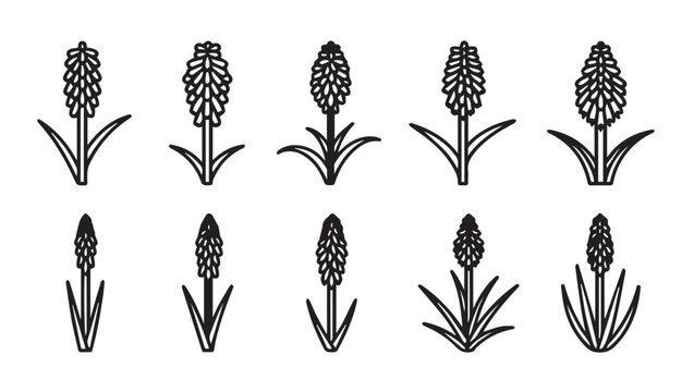 Hyacinth Flowers Icons Set Line Art Botanical Illustrations Spring Flora Collection