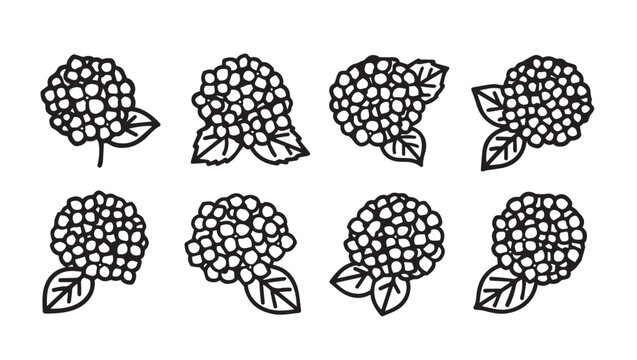 Hydrangea Flower Heads with Leaves Outline Drawings Set Floral Elements Stock Illustration
