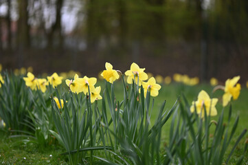 Obraz premium blooming daffodils in full blossom in the greens