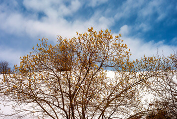 Blossom of small flowers, over the branches of a tree, with snowed mountain in the background. Biella Alps, Northern Italy, Piedmont Region. © stefanopez