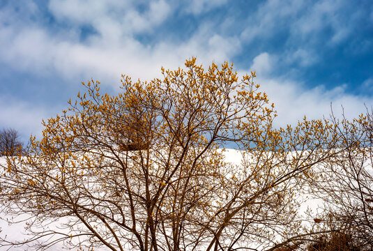 Blossom of small flowers, over the branches of a tree, with snowed mountain in the background. Biella Alps, Northern Italy, Piedmont Region.