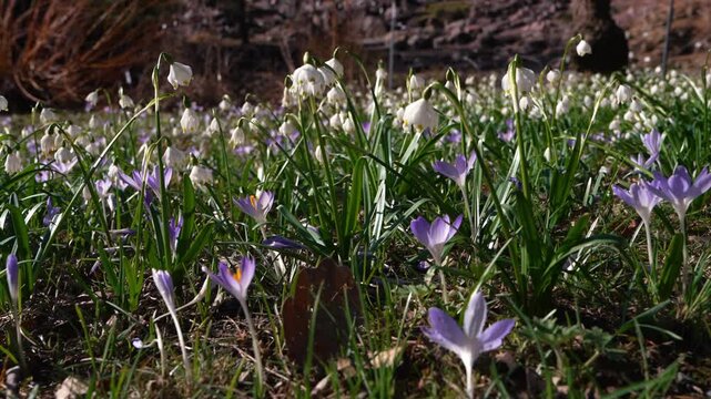 
Close up of blooming crocus, snowdrop flowers in spring. Floral background, delicate petals, fresh nature, seasonal bloom and natural beauty concept