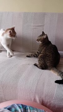 Two cats on a bed, playing and fighting. Animal pets behavior 