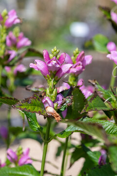 Close up of pink turtlehead (chelone obliqua) flowers in bloom