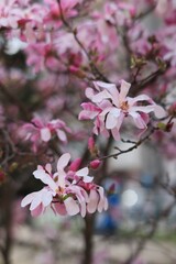 Obraz premium Blooming Magnolias on the Streets of a Romanian City in Spring