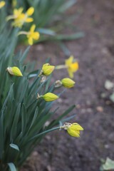 Fototapeta premium Blooming Daffodils in a Romanian Garden in March