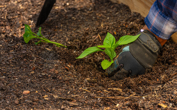 A person wearing gloves uses a small spade to dig into dark soil, preparing to plant a green seedling. The scene is vibrant with healthy soil and fresh foliage.
