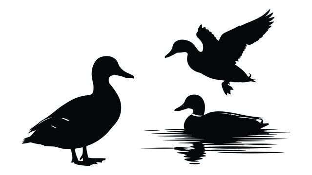 Silhouettes of three ducks one swimming one taking off and one standing
