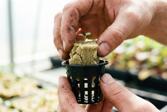 Hands placing a small sprouted seedling in a rockwool cube into a black plastic net pot