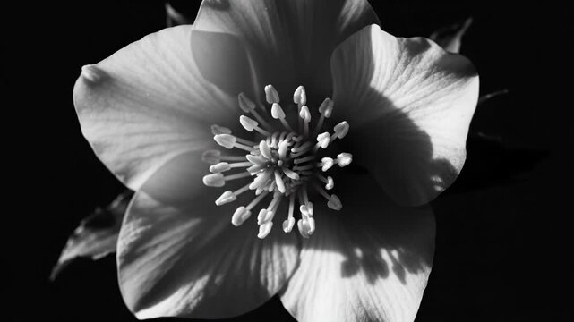 A monochrome hellebore flower is isolated against deep black in a high-contrast botanical artwork of dramatic elegance and fine art restraint.