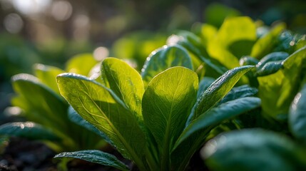 Obraz premium Lush green lettuce growing in a garden, sun-drenched leaves symbolizing organic farming, sustainable living, and fresh vitality. A natural background for wellness themes.