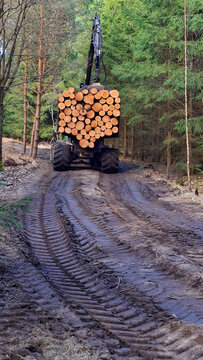 Lumberjack with modern harvester working in a forest. Wood as a source renewable energy.	