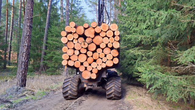 Lumberjack with modern harvester working in a forest. Wood as a source renewable energy.	