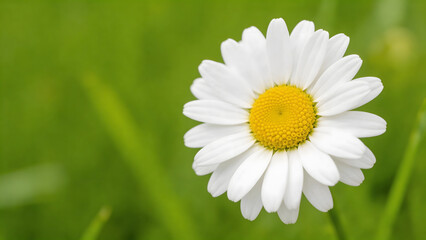 Obraz premium White daisy with yellow center in green grass