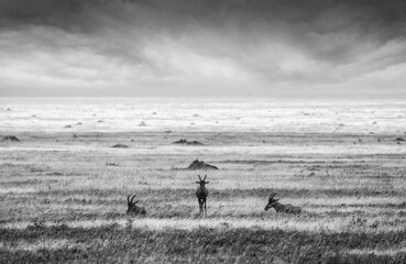 Topi antelope in Serengeti savanna black and white landscape © Robert