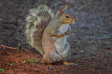 Gray squirrel standing upright on forest floor alert posture © Robert