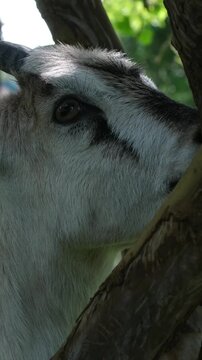 a goat eats tree bark. High quality 4k footage