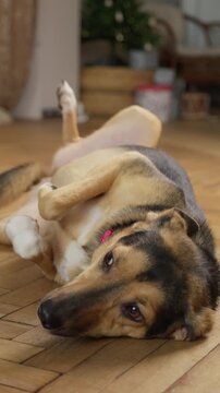 Dog Enjoys Gentle Strokes. Warm Scene With Pet. Relaxed Dog Receives Caring Hands Attention. Woman Affectionately Caresses Calm Dog Amidst Festive Lights