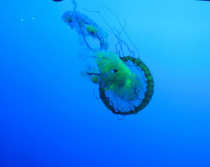 jelly fish in aquarium © Steven Coccaro