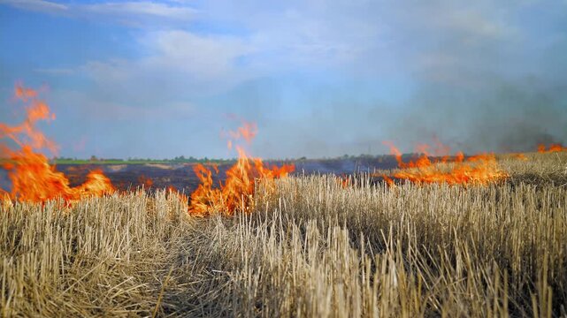 Flames spread across dry farmland after harvest. Thick smoke rises into the sky. Wheat stubble burns fast. Climate change and environmental crisis concept. Global warming impact on agriculture.