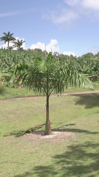 Vertical Tropical Landscape: Young Royal Palm Tree Swaying in the Wind with Lush Banana Plantation in Background