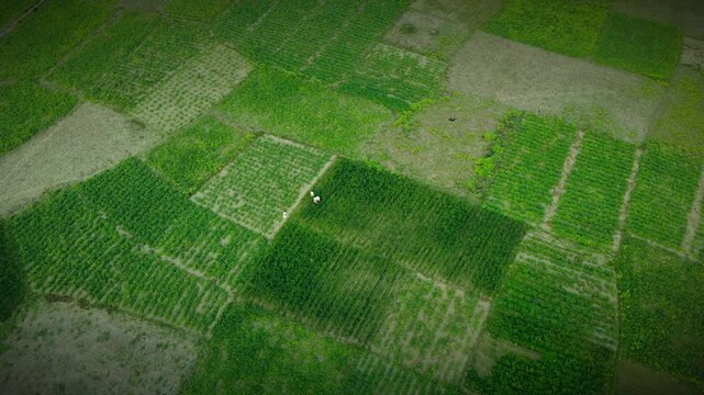 Aerial View of Green Agricultural Fields Pattern | Rural Farming Landscape in Bangladesh 4k