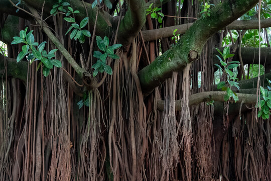 Detail of Banyan Tree aerial roots (Ficus benghalensis). Texture of trunk and aerial roots in a tropical forest environment under natural light.