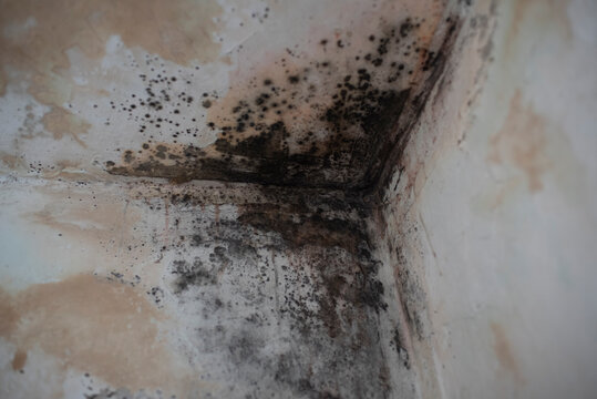 Black mold and mildew fungus growing on the corner of white wall and ceiling in a house.