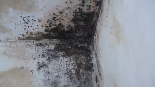 Black mold and mildew fungus growing on the corner of white wall and ceiling in a house.