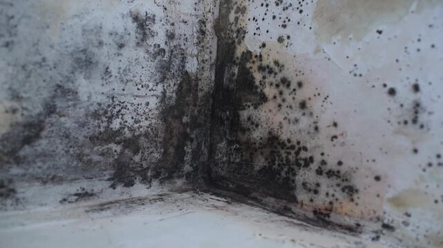 Black mold and mildew fungus growing on the corner of white wall and ceiling in a house.