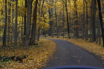 Fototapeta premium autumn in the forest