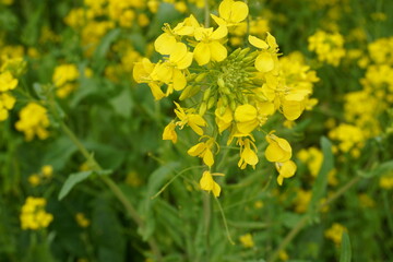 Fototapeta premium Close-up of vibrant yellow rapeseed blossoms signaling the arrival of spring. A beautiful natural floral image with green bokeh, perfect for eco-friendly designs and seasonal spring campaign backgroun