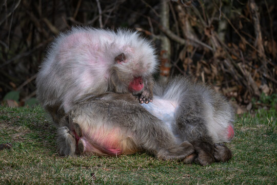 A female Japanese macaque examines the fur of a lying male.