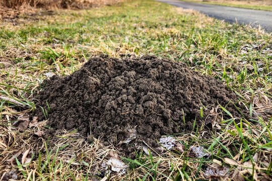 Fresh molehill in the grass. A mound of dark, loose soil pushed up by a mole.  As the ground thaws, they become highly active near the surface to find earthworms and grubs