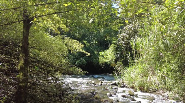 R&iacute;o en bosque nublado de Mindo