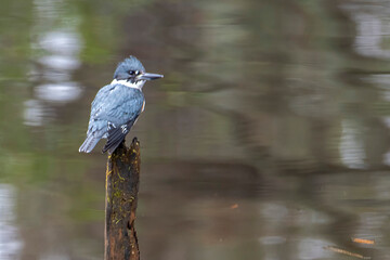 Fototapeta premium Kingfisher