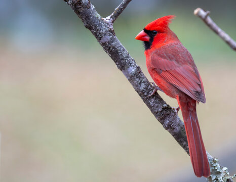 red cardinal on a branch