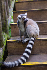 Fototapeta premium beautiful lemur with a striped tail in the zoo