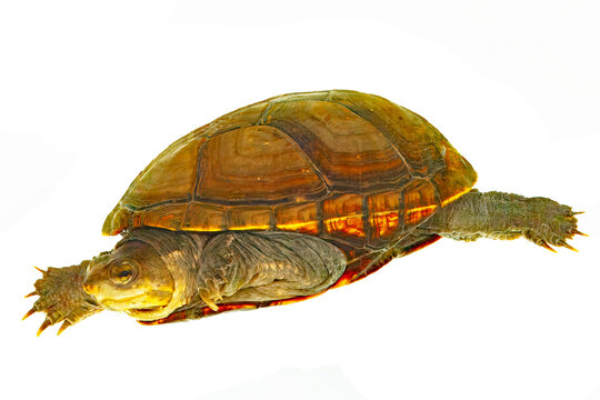 Illinois Mud turtle, Kinosternon flavescens, white background